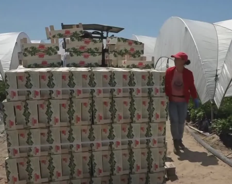 Palés de cajas de fresa recién recogidas a pie de finca