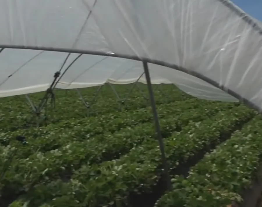 Túneles de cultivo de fresa hasta el horizonte
