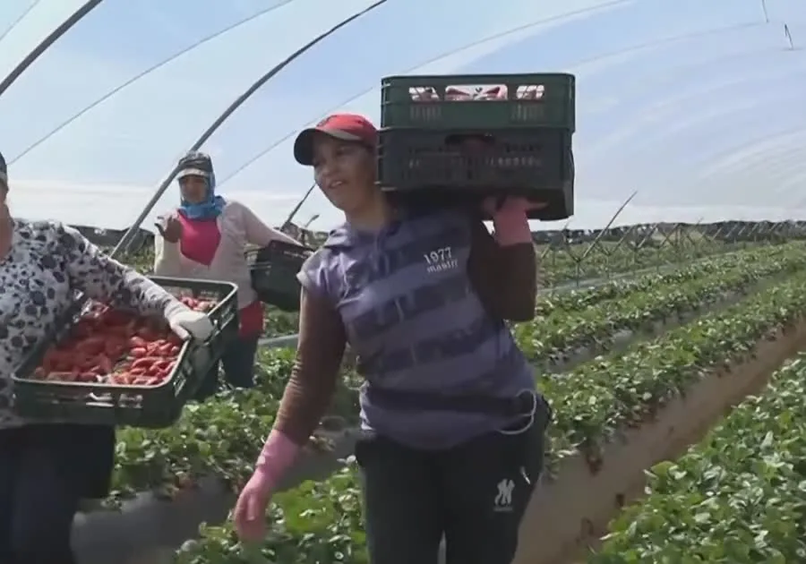 Cuadrilla cargando cajas de fresa entre los túneles de una finca